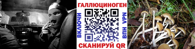 хочу Балтийск Галлюциногенные грибы Psilocybine cubensis